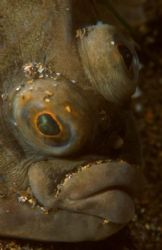 Plaice, taken in Fort Bovisand harbour, England.  Taken w... by David Stephens 